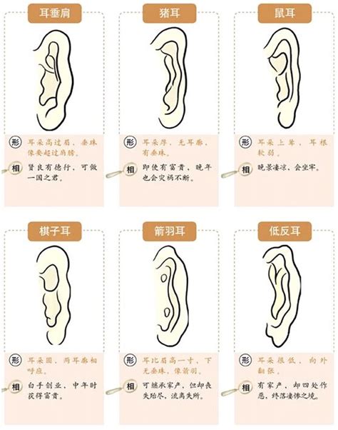 耳垂藏珠|面相耳朵图解【最详细版】 – 杨易德全集官网